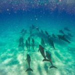 ZANZIBAR DOLPHIN TRIP - What to Expect on Your Dolphin Trip