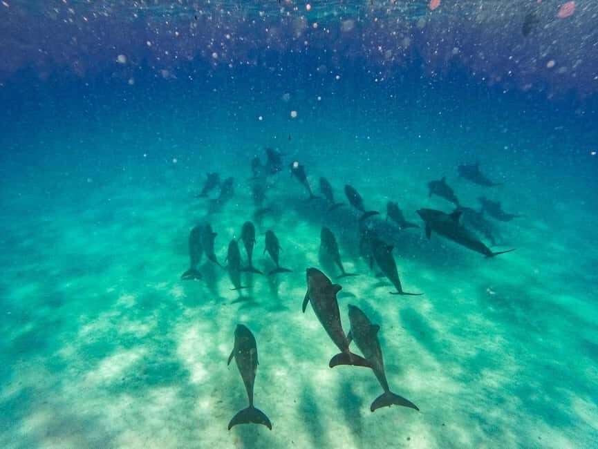 ZANZIBAR DOLPHIN TRIP - What to Expect on Your Dolphin Trip