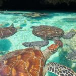 Zanzibar: Dolphins at Mnemba, Turtle Aquarium &Sunset cruise - What the Experience Feels Like