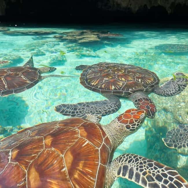 Zanzibar: Dolphins at Mnemba, Turtle Aquarium &Sunset cruise - What the Experience Feels Like