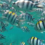 Zanzibar: Dolphins Encounter Adventure - Authentic Experiences and Insights