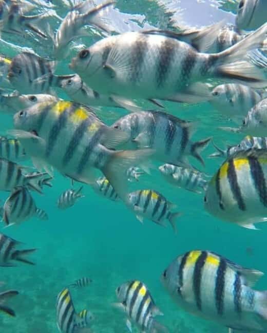 Zanzibar: Dolphins Encounter Adventure - Authentic Experiences and Insights