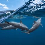 Zanzibar: Dolphins, Salaam, Starfish, Snorkeling, Kuza, Paje - Practical Details and Value