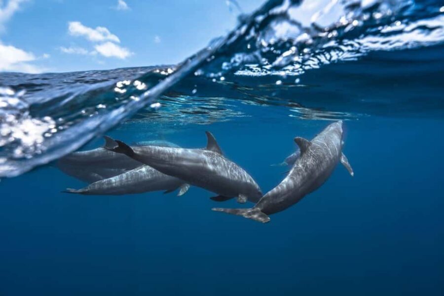 Zanzibar: Dolphins, Salaam, Starfish, Snorkeling, Kuza, Paje - Practical Details and Value