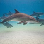 Zanzibar dolphins+ snokling at mnemba with turles swimming - Who Will Love This Tour?