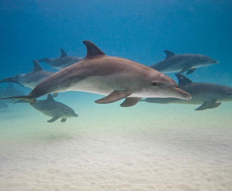 Zanzibar dolphins+ snokling at mnemba with turles swimming - Who Will Love This Tour?