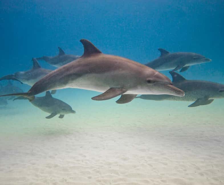 Zanzibar dolphins+ snokling at mnemba with turles swimming - Who Will Love This Tour?