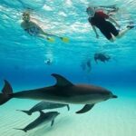 Zanzibar: Dolphins tour, Spice farm & Prison island Day trip - The Value of This Tour