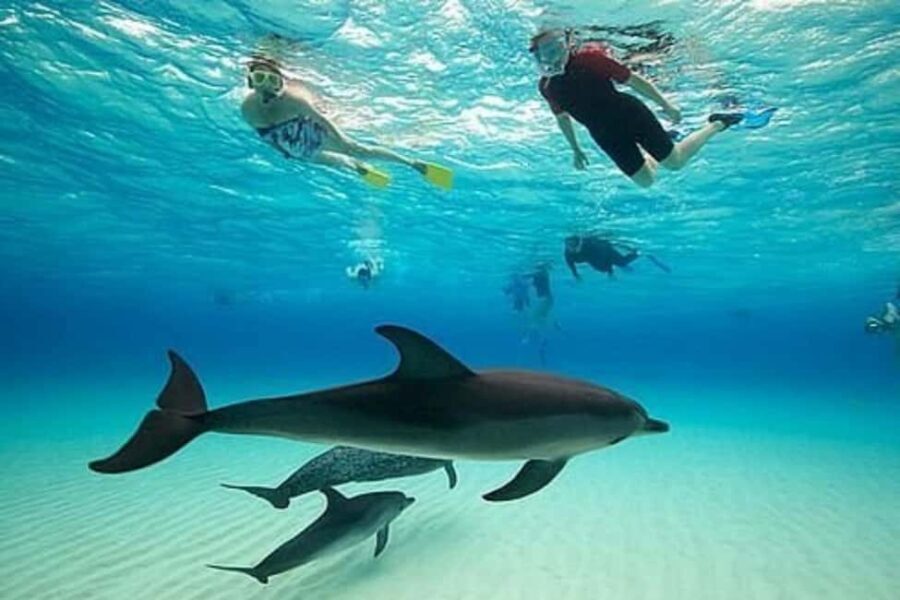 Zanzibar: Dolphins tour, Spice farm & Prison island Day trip - The Value of This Tour