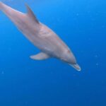 Zanzibar: Dolphins tour, Spice farm & Stone town city tour - An In-Depth Look at the Zanzibar Tour