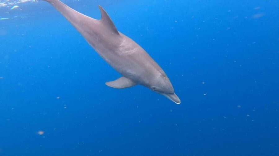 Zanzibar: Dolphins tour, Spice farm & Stone town city tour - An In-Depth Look at the Zanzibar Tour