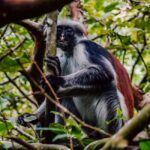 Zanzibar: Explore Jozani & Cooking Class with Spice tour - Spice Farm Adventure
