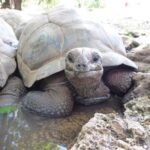 Zanzibar: Explore Prison Island, tortoises and Jozani forest - Pricing and Value