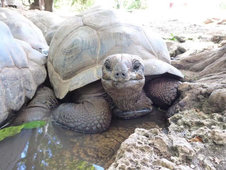 Zanzibar: Explore Prison Island, tortoises and Jozani forest - Pricing and Value