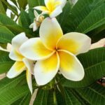 Zanzibar: Flower Garden and Coffee Plantation Tour - An In-Depth Look at the Itinerary