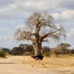 Zanzibar: Group Safari to Tarangire & Ngorongoro Crater - Transportation and Logistics