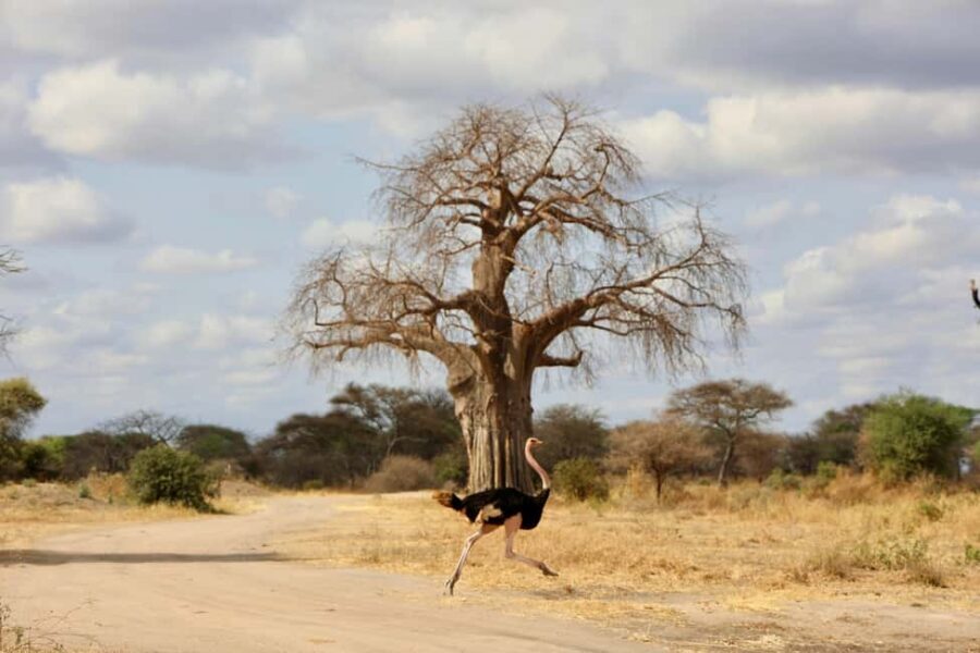 Zanzibar: Group Safari to Tarangire & Ngorongoro Crater - Transportation and Logistics