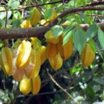 Zanzibar: Guided Stone Town Walk & Spice Plantation Tour - The Spice Plantation Experience