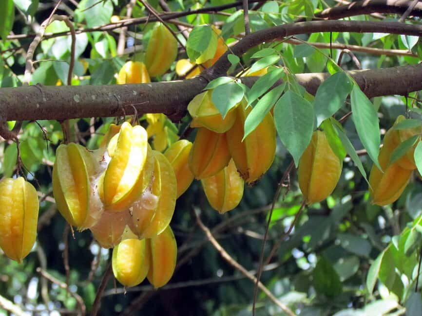 Zanzibar: Guided Stone Town Walk & Spice Plantation Tour - The Spice Plantation Experience