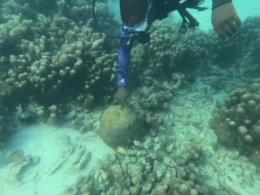Zanzibar: Half-day Spice Farm, Classic Reef Submarine tour - What’s Included & What to Keep in Mind