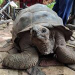 Zanzibar: Half-Day Tour to Prison Island and Changuu Island - Exploring Prison Island: History and Tortoises