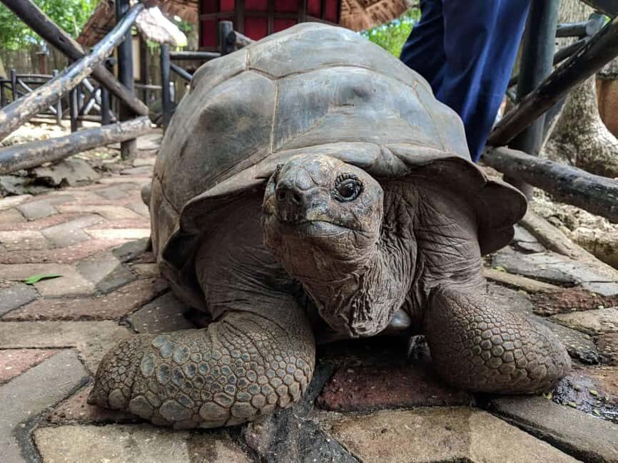 Zanzibar: Half-Day Tour to Prison Island and Changuu Island - Exploring Prison Island: History and Tortoises