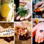 Zanzibar Island: Spice Farm Tour Visit with Guided tour - What to Expect During the Tour
