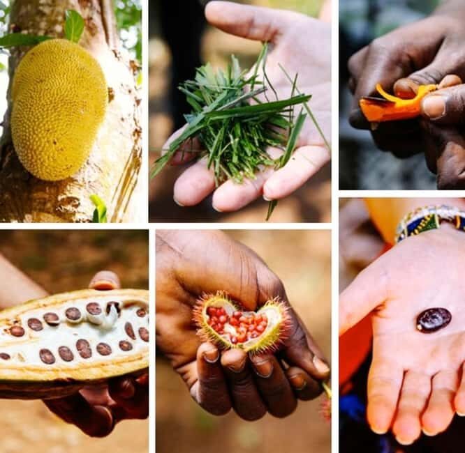 Zanzibar Island: Spice Farm Tour Visit with Guided tour - What to Expect During the Tour