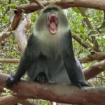 Zanzibar: Jozan Forest, Cave with The Rock Restaurant - What to Expect from Your Day Trip