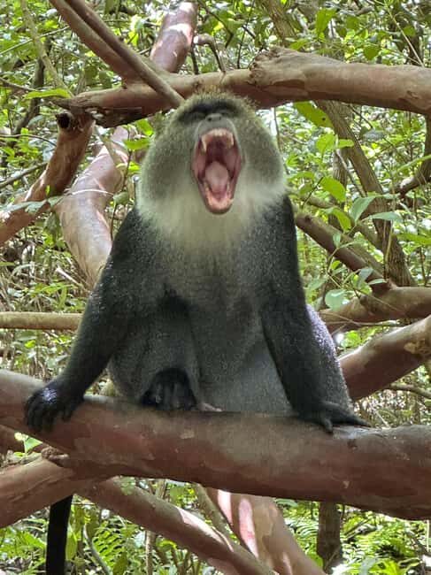 Zanzibar: Jozan Forest, Cave with The Rock Restaurant - What to Expect from Your Day Trip