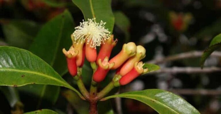 Zanzibar: Jozani and spice Escape - Discovering Zanzibar’s Natural Charm