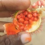 Zanzibar: Jozani Chwaka Bay National Park and Spice Farm - What You Can Expect in Practical Terms