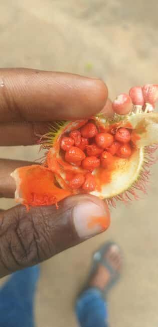Zanzibar: Jozani Chwaka Bay National Park and Spice Farm - What You Can Expect in Practical Terms