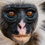 Zanzibar: Jozani Chwaka Bay Park Private Tour with Guide - FAQs