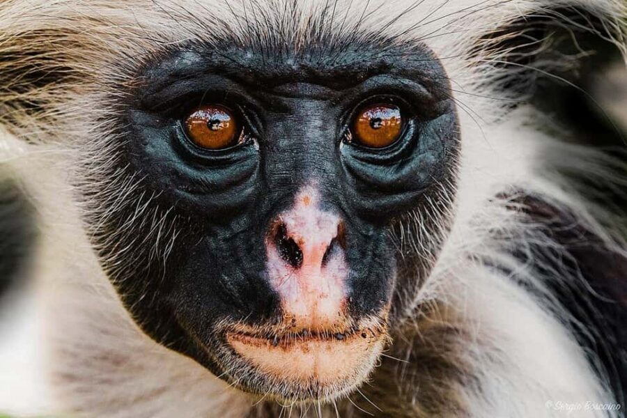 Zanzibar: Jozani Chwaka Bay Park Private Tour with Guide - FAQs