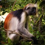 ZANZIBAR; JOZANI FOREST - Transportation, Timing, and Practicalities