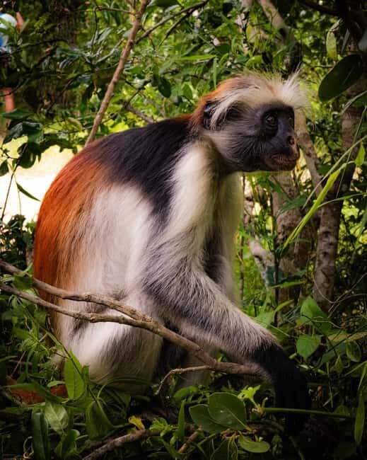 ZANZIBAR; JOZANI FOREST - Transportation, Timing, and Practicalities