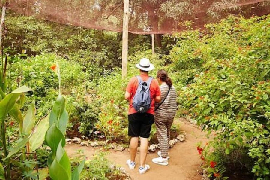 Zanzibar: Jozani forest and Butterfly day tour - A Closer Look at the Tour Itinerary