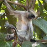 ZANZIBAR: Jozani Forest and mtende beach day trip - The Sum Up: Who Is This Tour Best For?