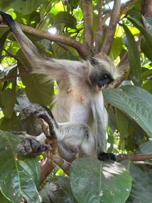 ZANZIBAR: Jozani Forest and mtende beach day trip - The Sum Up: Who Is This Tour Best For?