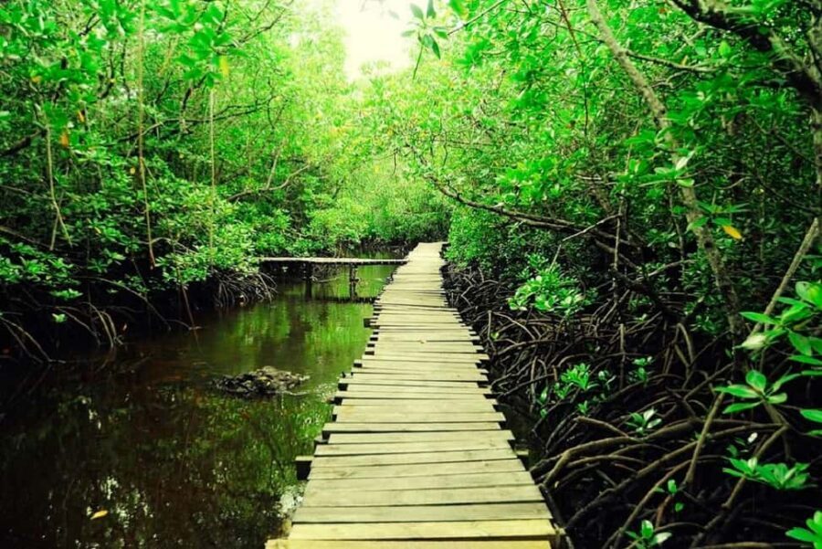 Zanzibar: Jozani Forest and Rock Restaurant Tour - Who Is This Tour Best For?