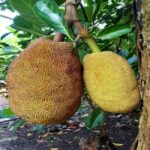 Zanzibar: Jozani Forest and Spice Farm Tour with local lunch - Discovering Zanzibar’s Natural and Cultural Treasures