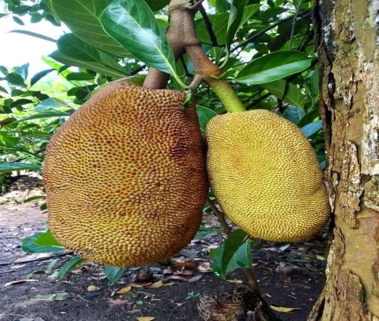 Zanzibar: Jozani Forest and Spice Farm Tour with local lunch - Discovering Zanzibar’s Natural and Cultural Treasures
