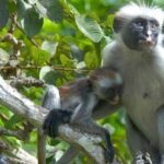 Zanzibar: Jozani Forest and Spice Farm Tour with Transfer - The Mangrove Boardwalk and Unique Ecosystem