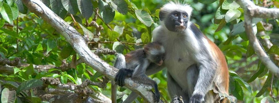 Zanzibar: Jozani Forest and Spice Farm Tour with Transfer - The Mangrove Boardwalk and Unique Ecosystem