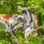 ZANZIBAR: Jozani forest and Spice farm with cooking class - Visiting the Spice Farm: Aromas and Authenticity