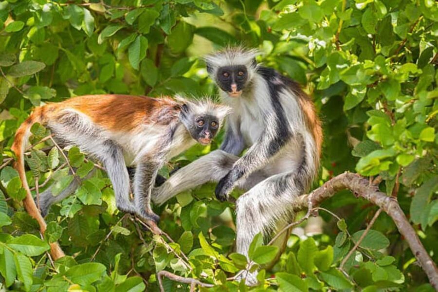 ZANZIBAR: Jozani forest and Spice farm with cooking class - Visiting the Spice Farm: Aromas and Authenticity