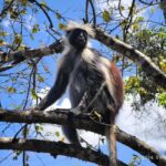 Zanzibar: Jozani forest, Blue Lagoon, Starfish & The Rock - The Practical Side: Timing, Group Size, and Experience