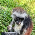 Zanzibar: Jozani forest, Butterfly center and Mtende beach - Zanzibar Butterfly Center – A Colorful Encounter
