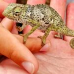 Zanzibar: Jozani forest, Butterfly center and Mtende beach - Who Will Love This Tour?